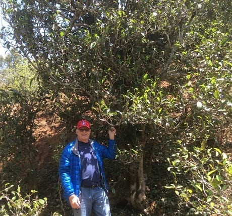 Austin Hodge in front of a Camellia taliensis tree. Image owned by Seven Cups.