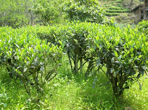 Lao Cong Shui Xian bushes