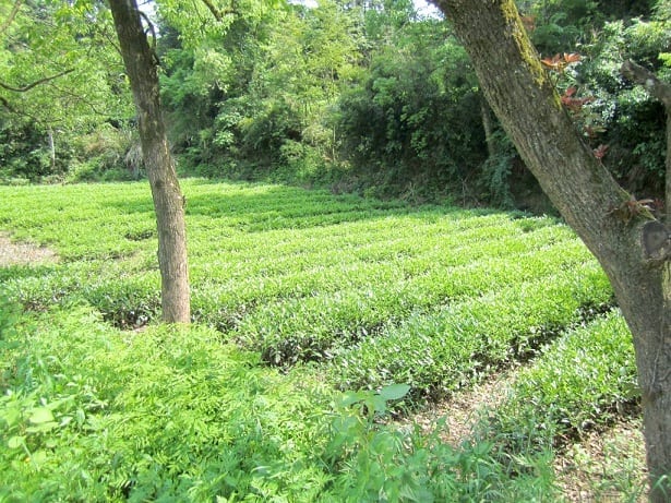 Tie Luo Han oolong bushes