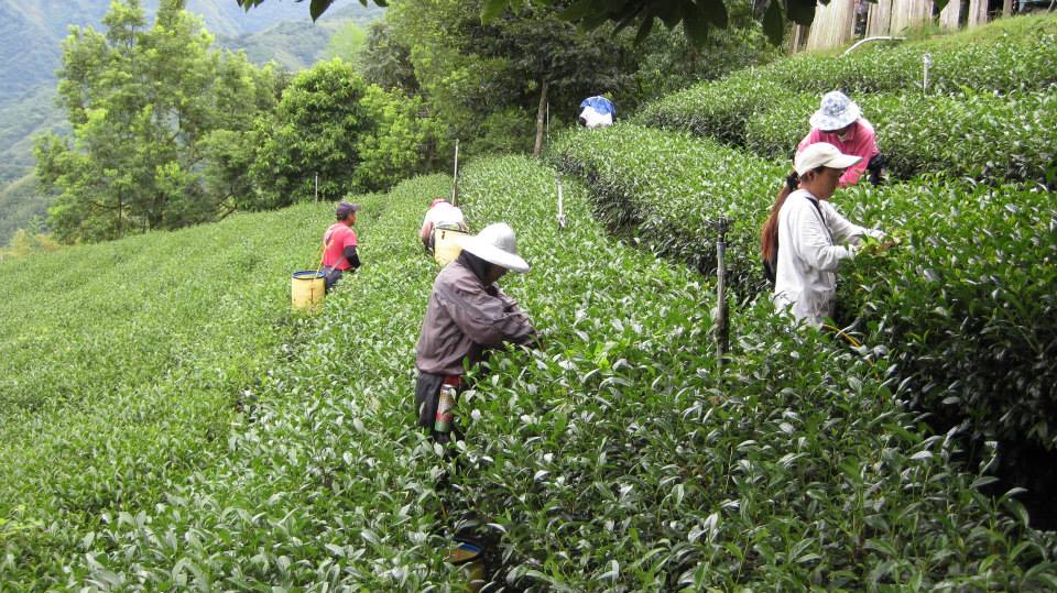 Tsou-Vayiyana tea garden