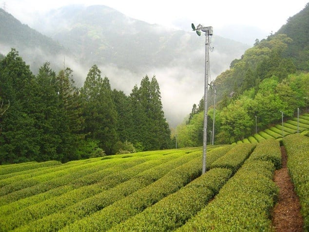 the-tea-garden