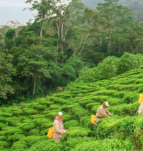 colubmian tea garden