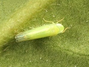 leafhopper