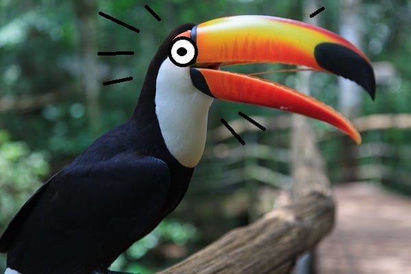 toucan surprised