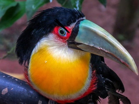 toucan