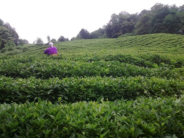 host russian tea garden