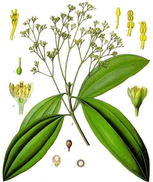 Cinnamomum cassia