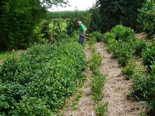 Before pruning