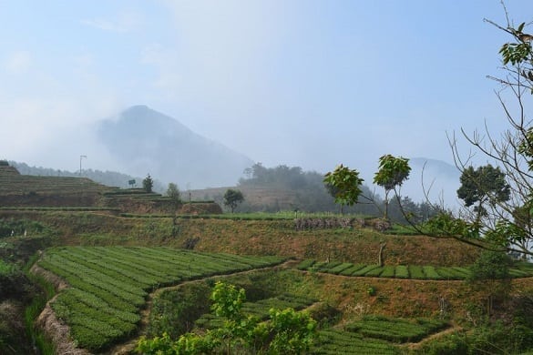 anxi-tie-guan-yin-garden