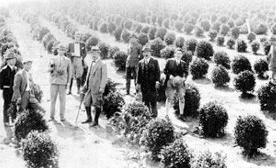 japanese-immigrants-on-a-brazilian-tea-plantation